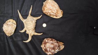 Colección 24 caracolas marinas antiguas
