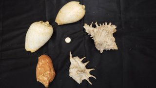 Colección 24 caracolas marinas antiguas