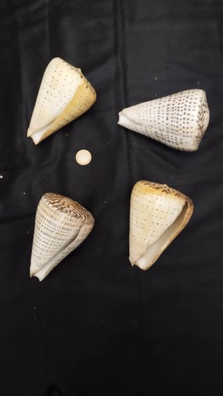 Colección 24 caracolas marinas antiguas