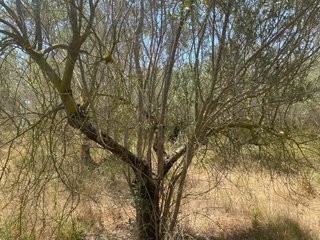 Cortar leña de olivo