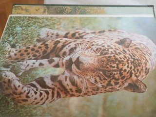 2 Libros El Reino Animal