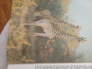 2 Libros El Reino Animal