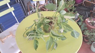 Planta Pothos