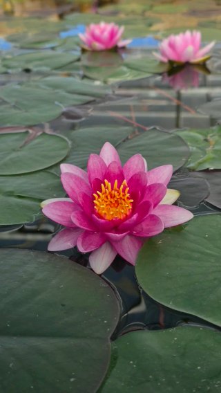 Nenufar resistente Rubra Beauty