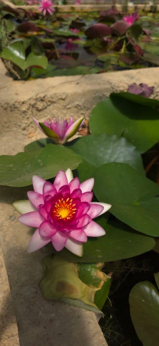 Nenufar resistente Rubra Beauty