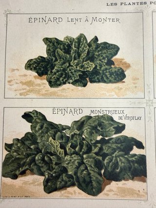 N. 3 stampe botaniche antiche originali 1883