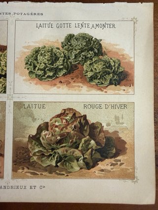 N. 3 stampe botaniche antiche originali 1883