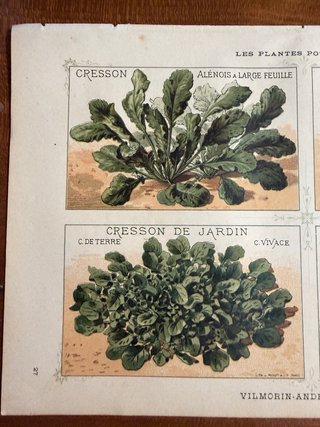 N. 3 stampe botaniche antiche originali 1883