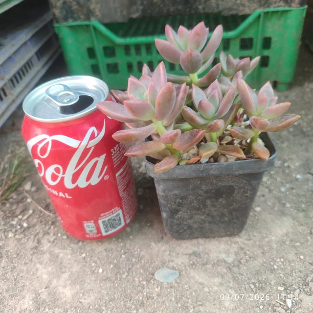 graptosedum Vera Higgins 8 cm -  Julio 2026