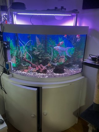 Acuario curvo y tres rectanculares