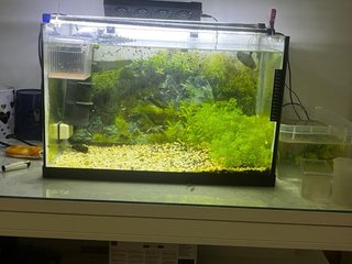 Acuario curvo y tres rectanculares