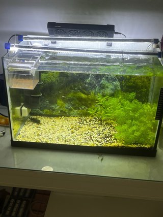 Acuario curvo y tres rectanculares