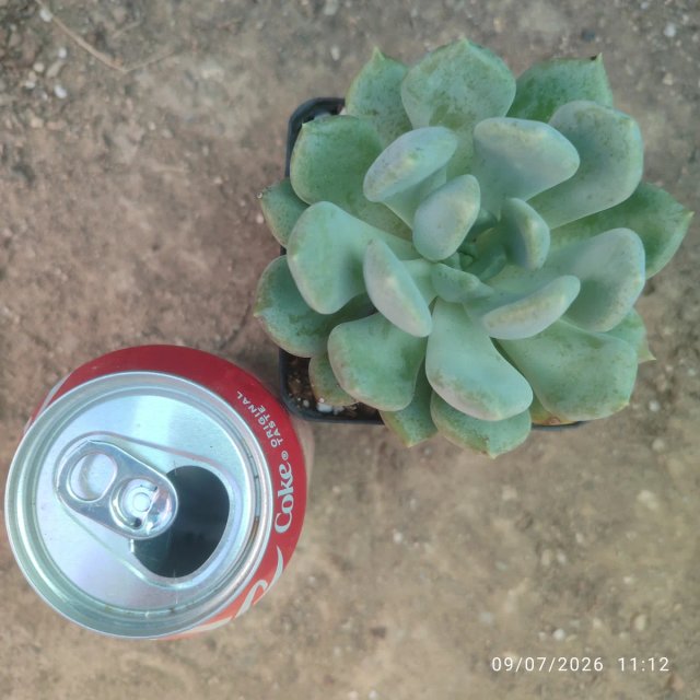 Graptoveria Corbus 8 cm - julio 2026