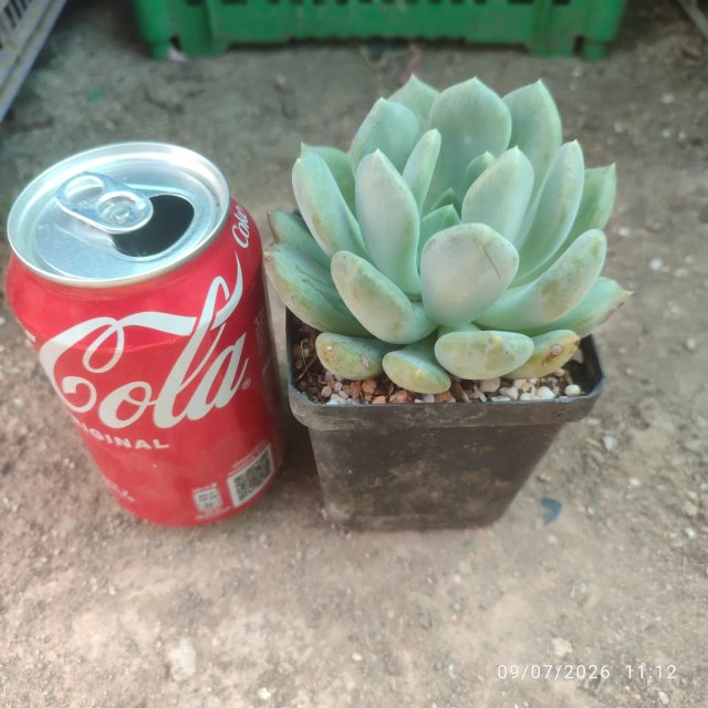 Graptoveria Corbus 8 cm - julio 2026