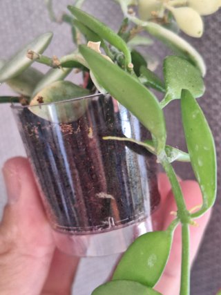 Dischidia oiantha variegata