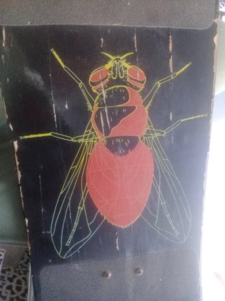 Skate con diseño de mosca