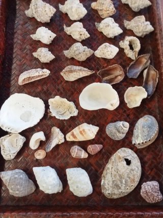 Lotto conchiglie di mare naturali