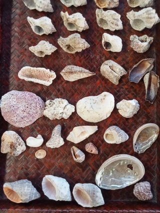 Lotto conchiglie di mare naturali