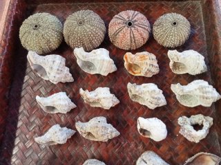 Lotto conchiglie di mare naturali