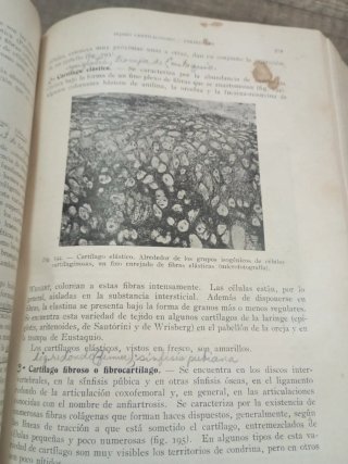 Tratado elemental de histologia y anatomia microsc