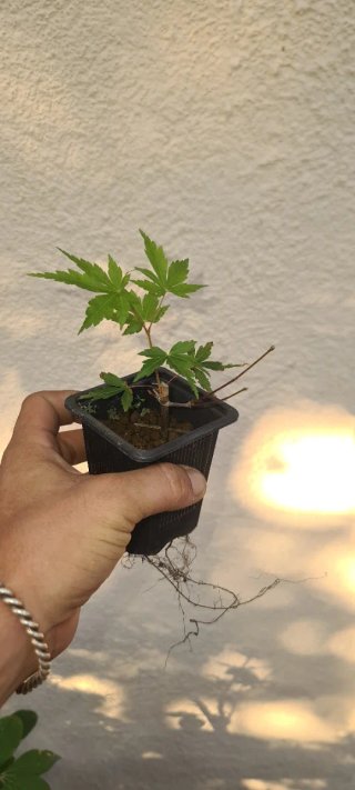 Planta de arce yamamomiji joven en maceta