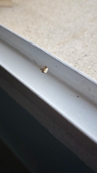 Ventana Hierro Blanca