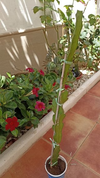 Pitaya American Beauty AUTOPOLINIZANTE