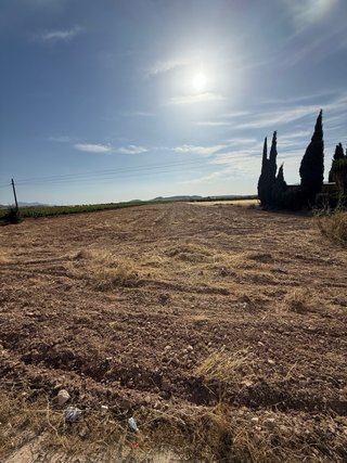 Terrreno en venta, en Pinoso ( El Rodriguillo)