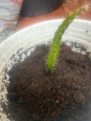 Planta Fruta del Dragón