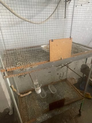 Voladeros para pájaros con ruedas