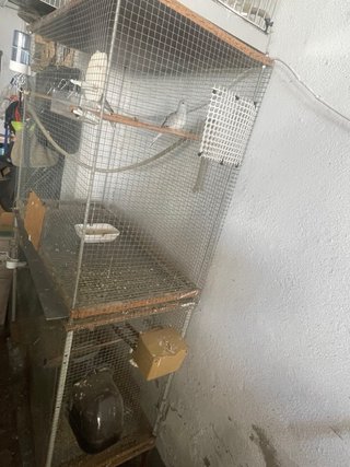 Voladeros para pájaros con ruedas