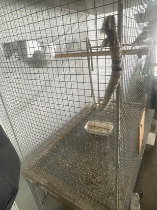 Voladeros para pájaros con ruedas