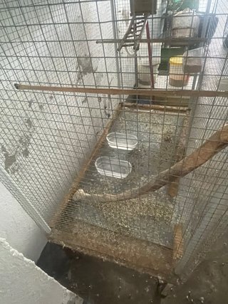 Voladeros para pájaros con ruedas