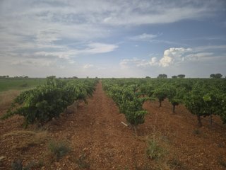 DOS PARCELAS VIÑA EN MAHORA (ALBACETE)