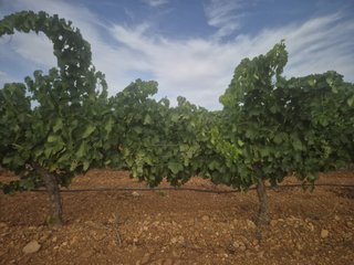 DOS PARCELAS VIÑA EN MAHORA (ALBACETE)