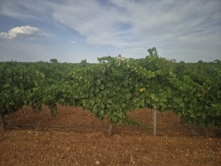DOS PARCELAS VIÑA EN MAHORA (ALBACETE)