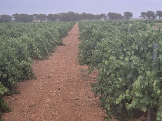 DOS PARCELAS VIÑA EN MAHORA (ALBACETE)