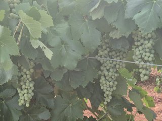 DOS PARCELAS VIÑA EN MAHORA (ALBACETE)