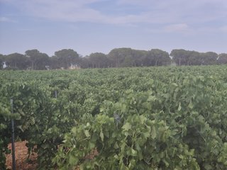 DOS PARCELAS VIÑA EN MAHORA (ALBACETE)