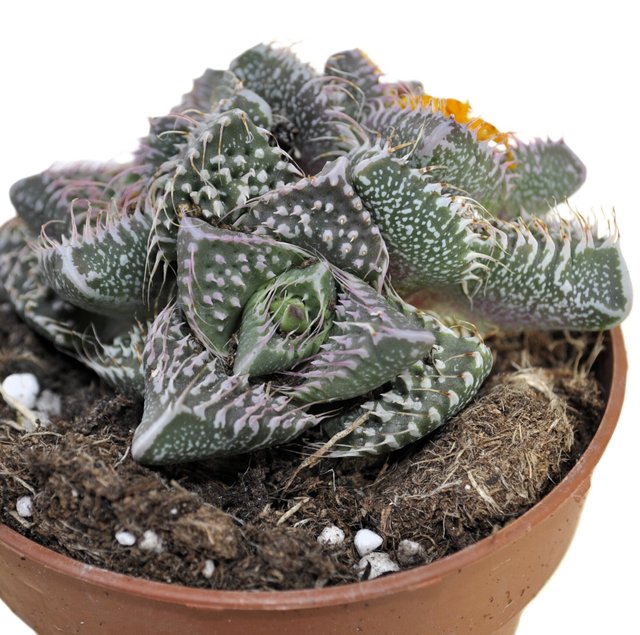 Faucaria tuberculosa 'Pink Selection' (faucaria...