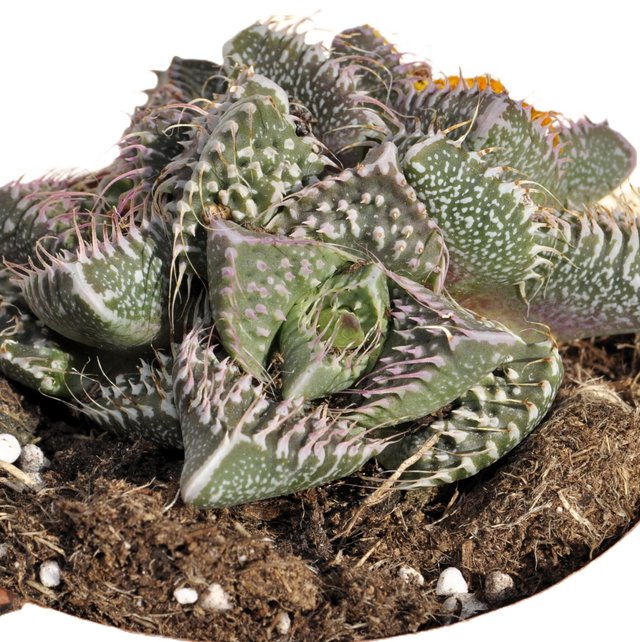 Faucaria tuberculosa 'Pink Selection' (faucaria...