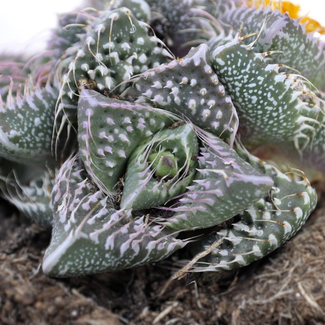 Faucaria tuberculosa 'Pink Selection' (faucaria...