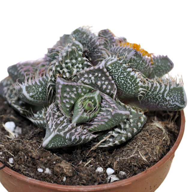 Faucaria tuberculosa 'Pink Selection' (faucaria...