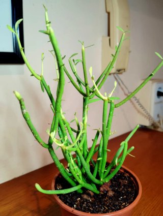 Planta.Euphorbia Tirucalli.