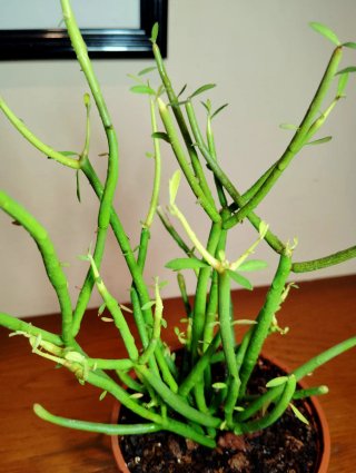 Planta.Euphorbia Tirucalli.