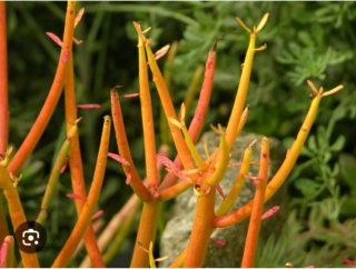 Planta.Euphorbia Tirucalli.