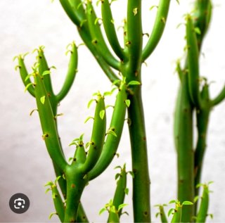 Planta.Euphorbia Tirucalli.