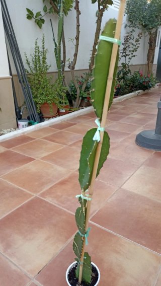 Pitaya JC01