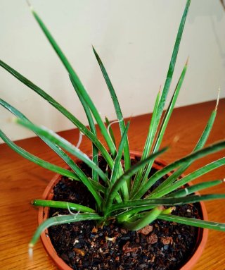 Planta.Agave Stricta.