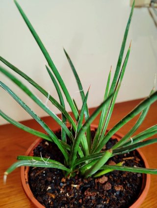 Planta.Agave Stricta.